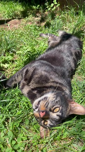 Caught our awkward boy, Morpheus sun bathing☀️🕶I dont know why he didn’t blink once during this video 😂#rescue #sanctuarylife #hesa10but #bengal