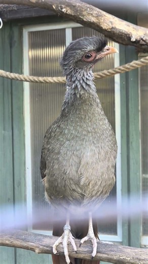 CHACOCHACHALACA (Pápaszemes Sakutyú)