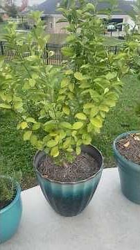 🪴 What to Do Before Bringing Container Plants Indoors for Winter