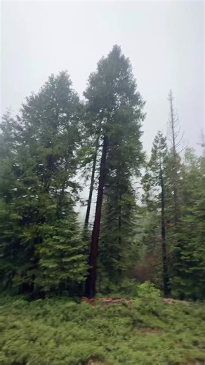 Exploring Gravity Falls: A Road Trip Adventure