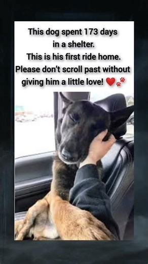 🔴After 173 long days in a shelter his first ride home #dog #home #emotional #viral