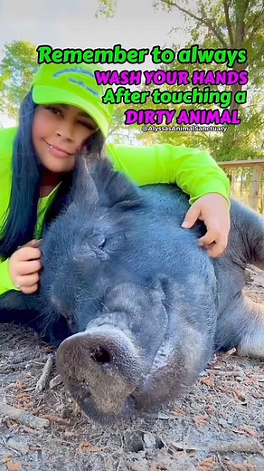 They can carry so many diseases🤢!-🐷😉#filthyanimals #andtheysaypigsaredirty🙄 #pigs #farmanimals #animallover #jokes #piglover | Alyssa’s Animal Sanctuary