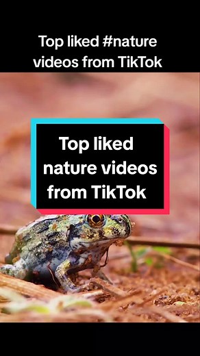 The Nature's Symphony no TikTok
