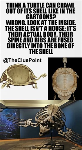 The Weird Truth About Turtle Shells
