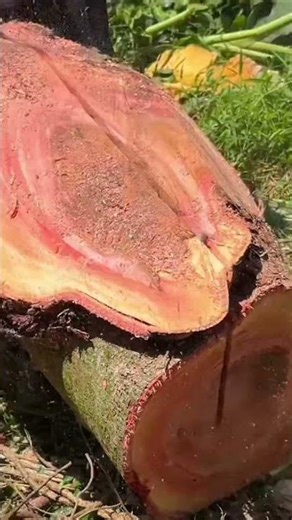 Speed ​​of Chainsaw Operator Splitting Large Logs