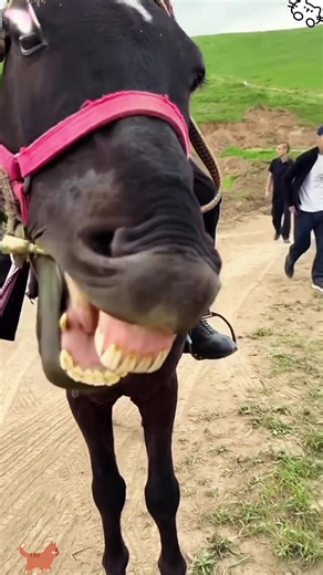 Animals imitate human behavior 😂😂#funny #animal #imitation #horse