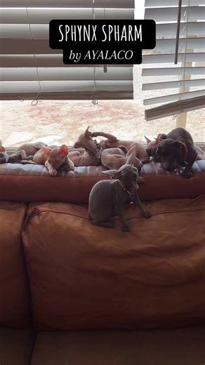 Sphynx Kittens Available for Adoption Soon
