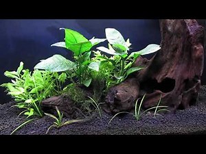 Dosing with Hydrogen Peroxide (H2O2) to Kill Algae 11-21-20