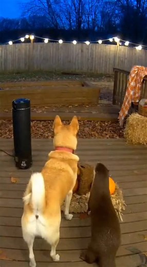 “Every camera angle = new regret.” | Animal