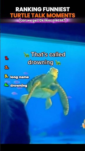 Ranking Funniest Turtle Talk Moments😭