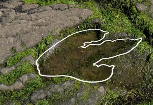 Finding dinosaur footprints (and other fossils) on Scotland's Isle of Skye