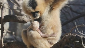New moms and staff at the San Antonio Zoo welcome baby animals