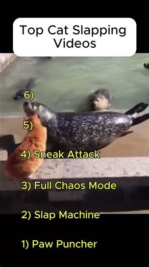 Top 6 Funniest Cat Slaps EVER Caught on Camera 😂🐱💥 #ytshorts #funny #hilariousfails #funnyanimals