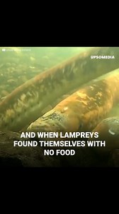 3.9K views · 55 reactions | The terrifying sea lamprey: The most feared invasive fish on the planet It is called the vampire sea eel. It can suck up to a drop of blood from its victim. Or destroy their bones in a matter of seconds. This prehistoric animal lives in the ocean causing complete extinctions. Its hunger knows no bounds. The sea lamprey fears nothing and maybe this is the secret of its prolonged survival on Earth. | Meow Meow | Facebook
