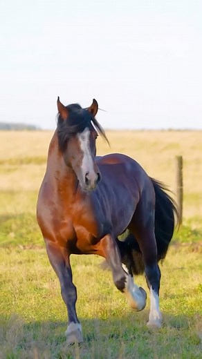 3.2K views · 165 reactions | Importancia de la reproducción equina en la ganadería  #razascebuinas #equino #caballo #caballos #ganaderia #importante | Kender Novoa | Facebook