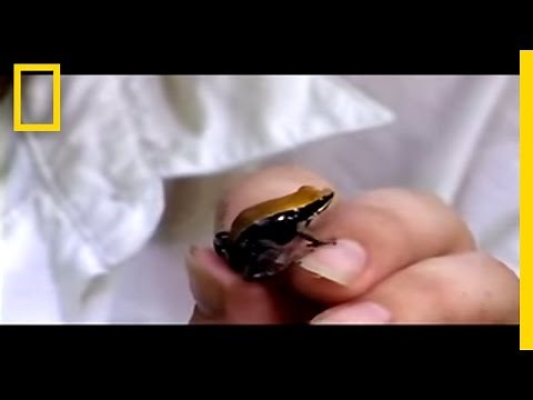 Meet the Frog Licker | National Geographic