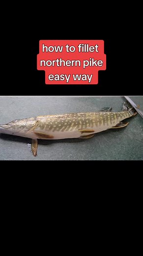 #fishing #fypforyou #seo how to fillet and debone #Northern pike or jack fish the easy way in minutes