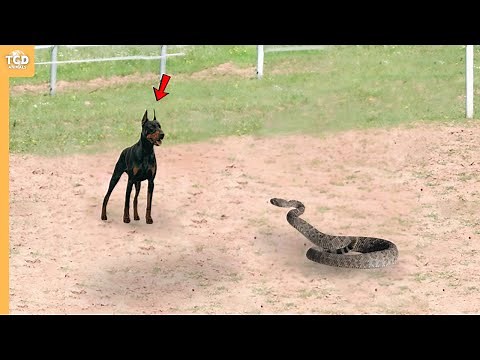 When Snake Attacks Doberman..It Paid Heavy Price!