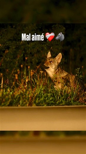 Maëva Vignal - Artiste peintre / Illustratrice naturaliste 🦊 | ✨NOUVEAU tirage 🐺 Un regard sur l’avenir Disponibles sur ma boutique en ligne ( lien dans ma bio) ✊🏻 En un mois, la cagnotte pour... | Instagram