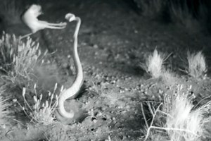 Kangaroo rat defensive kicking of rattlesnake while jumping