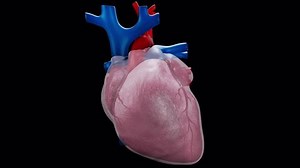 3d Animation Layers Pericardium Stock Footage Video (100% Royalty-free) 3433610437 | Shutterstock