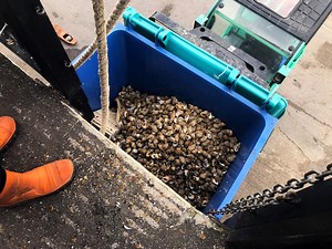 How Trump Is Threatening Kent’s Sea Snail Business