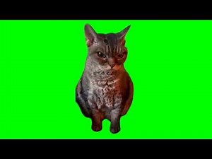Angry Grumpy Cat Meme | Green Screen HD