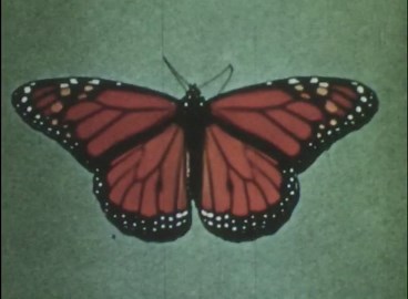 Monarch Butterfly Life Cycle: Migration, Milkweed & North America