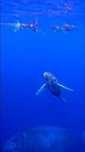 New short fishing😱 (Fishing for BIG Catches with New Shorts!)#shorts