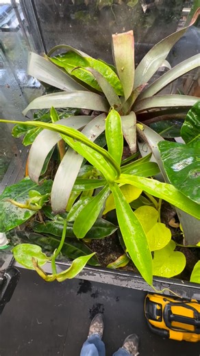 ✨ The greens inside a vivarium are never just one color— they’re...