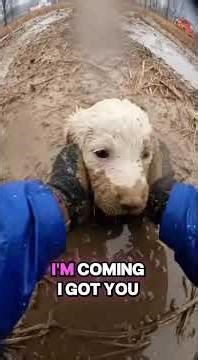 POV: You Spot a Puppy Trapped in Deep Swamp Mud #AIAnimalRescue