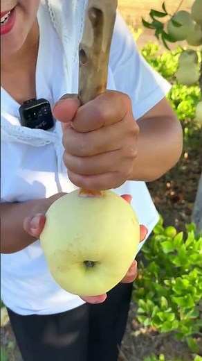 The Most Satisfying Golden Apple Harvest! 🍏✨