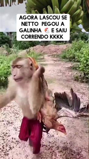 Neto O Macaquinho Engraçado Agarrando Galinha - Vídeo Viral