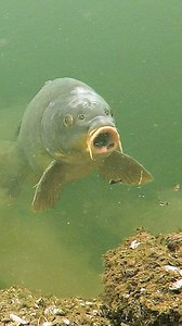 284K views · 1.8K reactions | We see lot's of carp feeding on zebra mussles in winter! | Underfishing | Facebook