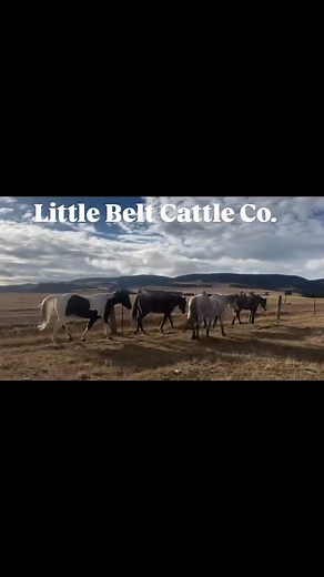 The heart beat of the American West. 💯 start to finish Montana raised 🥩 Welcome to Cattle Country, 🇺🇸 L-B is your beef supply; Redefined. #montana #primebeef #beef #ranching #blackangusbeef #ranchlife #cattleranch #eatlocal #eatbeef #stockman #cattleman #regenerativeranching #eatlocal #primebeef #eatthebest #foodandwine | Little Belt Cattle Co