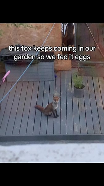 How to Successfully Domesticate a Fox