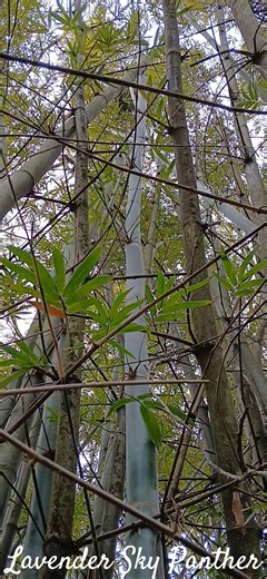 442. 🌿✨️ | Bamboo Moment with Cardinal Calls - Lavender Sky Panther 02.11.26