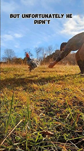 Crazy Mean Rooster Is Let Loose!!