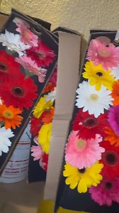 Conozcan esta nueva distribuidora de flores, cuentan con bastante variedad y calidad de flores, súper recomendada 🤩🙌🏽 Roses D.or sigan la página! #flores #rosas #floreria #distribuidores #distribuidorautorizado #losmochis #emprendimiento #negocio #parati #reel | Cesar Enrique