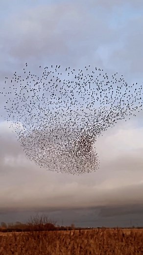 A starling murmuration is one of nature’s most wonderful sights. Throughout the winter at dusk, huge flocks of starlings group together and fly in formation, dancing over the landscape to ward off predators. Thanks to The Woods for capturing this beautiful murmuration at Wicken Fen Nature Reserve. Have you seen any of these specatular aerial displays this winter? | National Trust - East of England