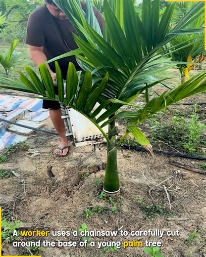 8.1K views | Chainsaw Used To Uproot Palm Tree. #PalmTree #ChainsawWork #TreeRelocation | Pixplor | Facebook