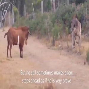 Kangaroo vs Dog real Fight Our group: Animal World | The Best Memes Today