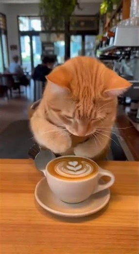 Cat Barista Total Meltdown