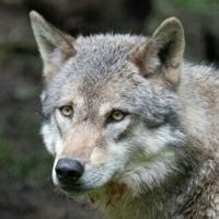 Wolves in Ferry County threaten cattle