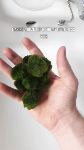 DIY Moss Ball Enclosure: Unique Plant Pet Idea