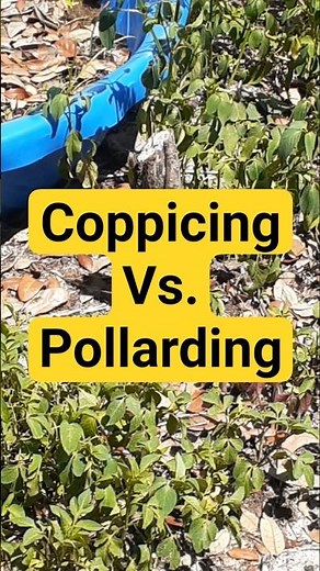 Learn Coppicing vs. Pollarding in less than 30 Seconds! | Suburban Life Permaculture