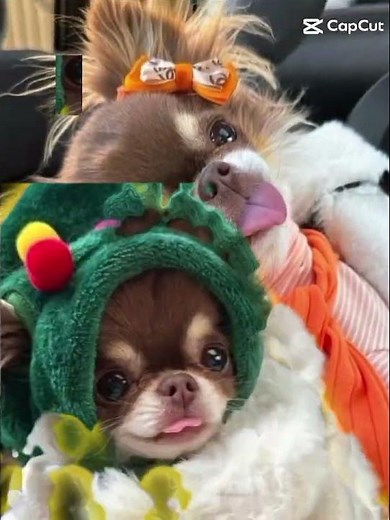 ich liebe Hunde die sind alle so süß ich habe auch einen Hund ☺️