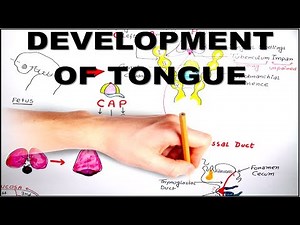 Development of Tongue - (Embryology video)