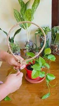 Make a Beautiful Round Trellis for Your Money Plant in Minutes
