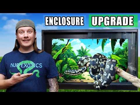 My Carpet python Gets A HUGE Enclosure Upgrade!